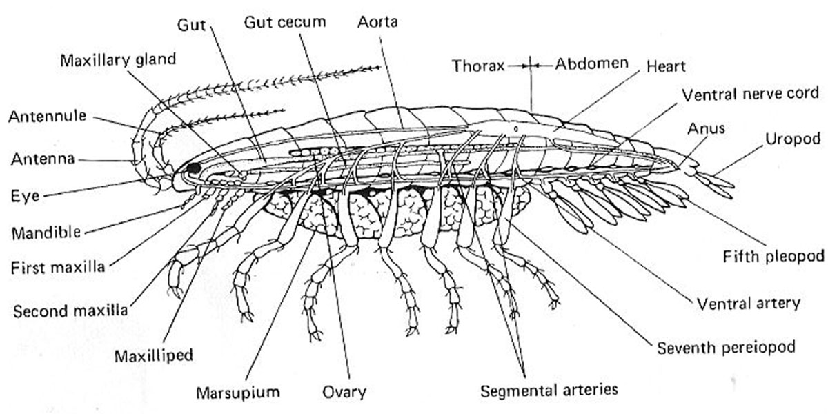 Brusca and brusca invertebrates pdf writers